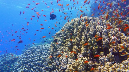 Fototapeta na wymiar Beautiful coral reef, colorful underwater scenery