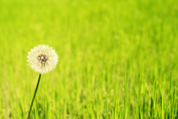 one dandelion against a background of green grass