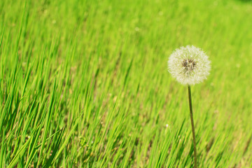 one dandelion against a background of green grass