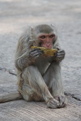 Obraz premium Monkey, it is in Thai park, Thailand Asia.