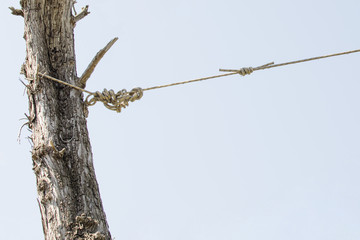 rope is tied and tied on a tree