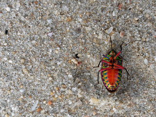 Upside down rainbow shield bug rolls onto its back over sand on beach background, which is sign that the bug is going to die
