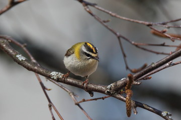 commonfirecrest on his branch