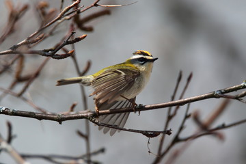 flight of a commonfirecrest