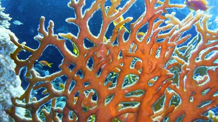 Beautiful underwater scenery with detail of fire coral