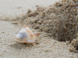 White and brown stout spine murex with hole and pile of sand over beach background with theme concept of holiday, vacation, and relaxation