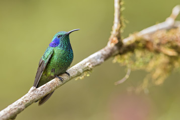 Green Violet-ear - Colibri thalassinus, beautiful green hummingbird from Central America forests, Costa Rica.