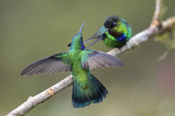 Green Violet-ear - Colibri thalassinus, beautiful green hummingbird from Central America forests, Costa Rica.