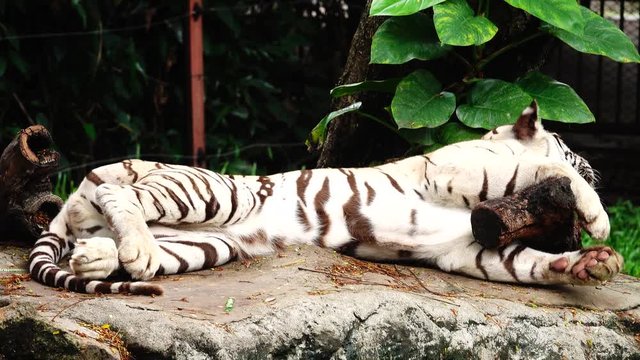 4K White tiger aminal