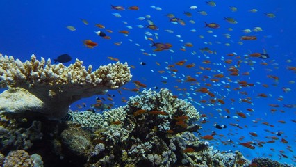 Beautiful  coral reef, colorful underwater scenery