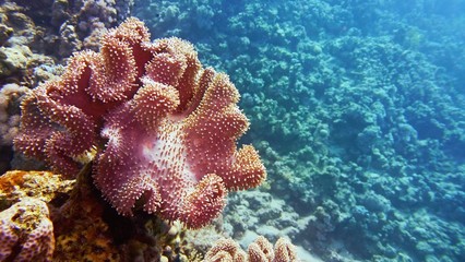 Beautiful  coral reef, colorful underwater scenery with leather coral
