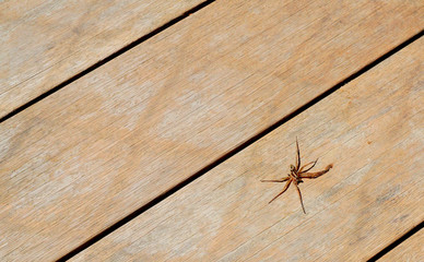 Brown spider on wood background.