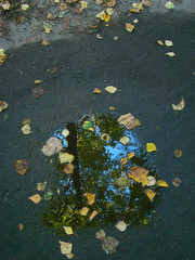 Puddle in autumn park