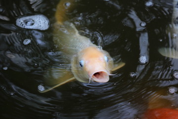 Obraz premium Japanese Koi Carp