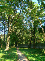 Fototapeta na wymiar Old path in the park
