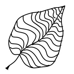 Outline drawing of a tree leaf