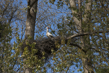 White Stork (Ciconia ciconia) nesting_Seltz, Alsace, France