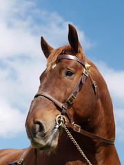 Obraz premium Stallion Head Shot