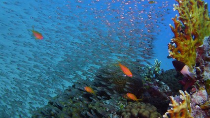Beautiful  coral reef, colorful underwater scenery