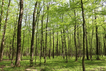 Spring forest