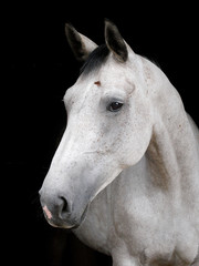 Obraz na płótnie Canvas Grey Horse Head Shot