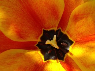 Tulpe_geflammt_nah