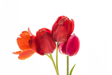 Tulip flowers on white background with space for your text.