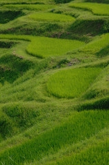 大山千枚田　千葉県鴨川市