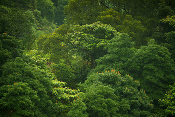jungle forest, China