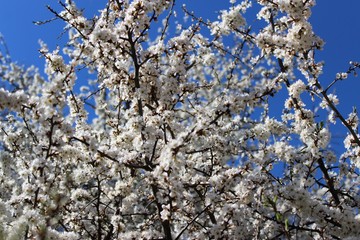 Baumblüte