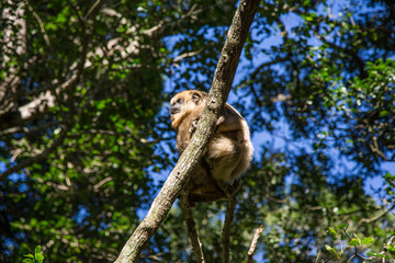 Monkey on a branch