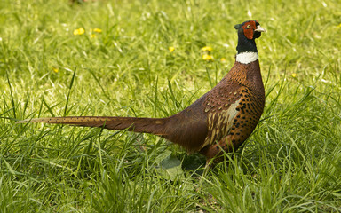 Cock pheasant (Phasianus) _North Rhine-Westphalia, Germany