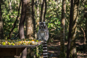 monkey finding some food