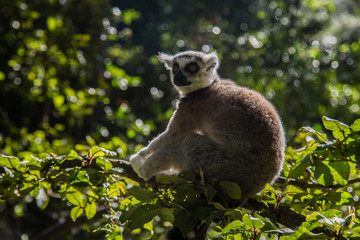 Sitting on the bush getting some sun