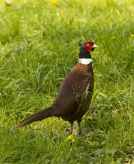 Cock pheasant (Phasianus) _North Rhine-Westphalia, Germany