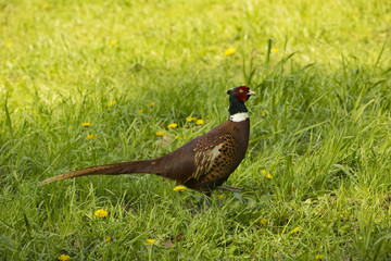 Cock pheasant (Phasianus) _North Rhine-Westphalia, Germany