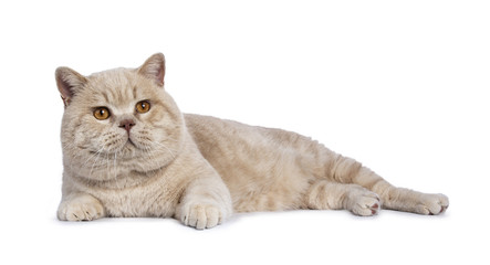 Impressive creme adult male British Shorthair cat laying down side ways isolated on white...