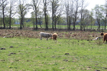 Highland Cattle In A Field