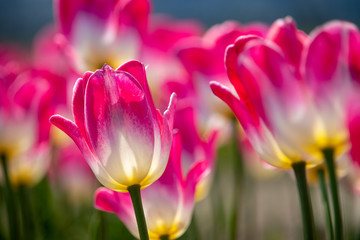 Obraz premium Tulip in Sakura City, Chiba Prefecture, Japan