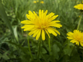 Closeup  Dandelion