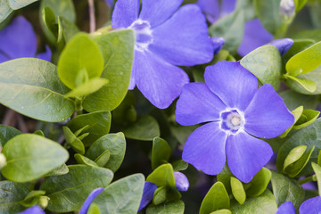 Blue flowers with five petals and green leaves. - Powered by Adobe