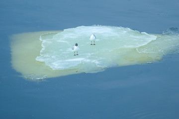 the image of seagulls on the drifting ice © Dmitry Vereshchagin