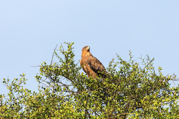 Tawny eagle sitting in a treetop and scouts