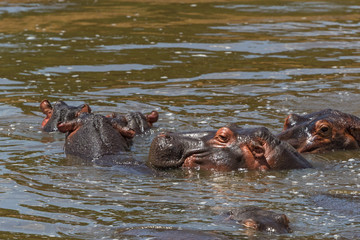Fototapeta na wymiar Hippos bathing in the water