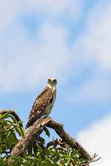 Short-toed snake eagle sitting on a tree branch and looking