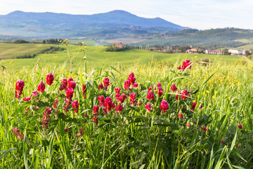 Fototapeta premium Flowering Red clover flowers in a meadow in rural landscape