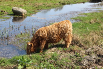 Highland Cattle Drinking Water