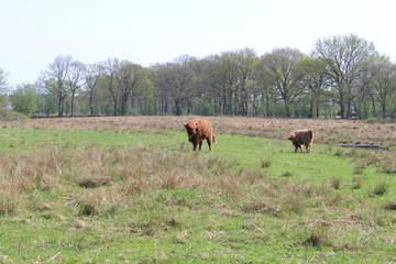 Naklejka na ściany i meble Highland Cattle In A Field