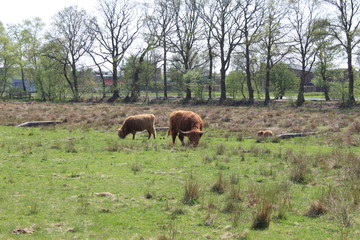 Naklejka na ściany i meble Highland Cattle In A Field