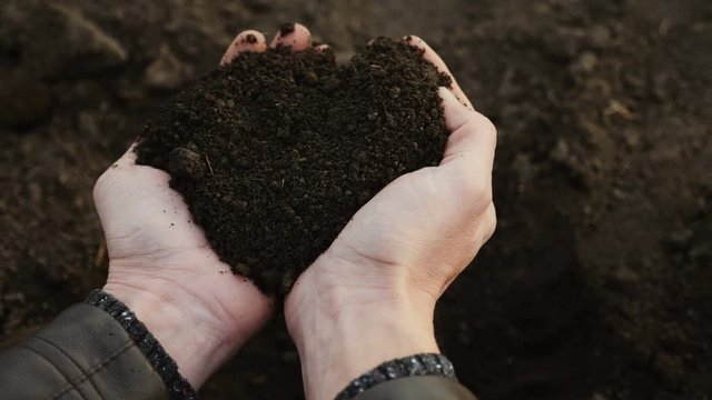 Human male hands take a sample of the black fertile soil